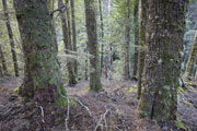 Old growth rainforest, NE Tasmania