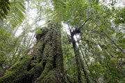 Old growth forest, NE Tasmania