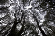 Rainforest canopy