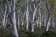 Snowgums, Navarre Plains