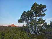 Pencil pines near Cradle Mountain 2