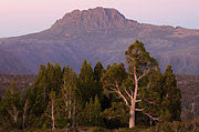 Pencil pines near Cradle Mountain 3