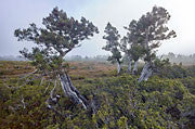 Pencil pines near Cradle Mountain