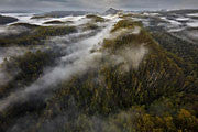 Tarkine rainforest