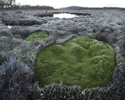 Skullbone Plains