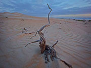 Tarkine coast 3
