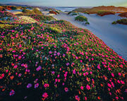 Tarkine coast