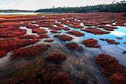 Moulting Lagoon