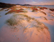 Dunefield, Friendly Beaches