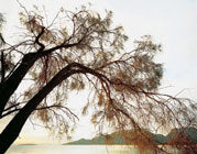 She-Oak, Freycinet NP