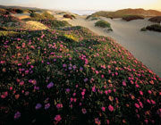 Tarkine dunes 2