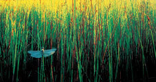 Dragonfly in reeds, Freycinet NP