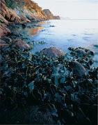 Kelp beds, Freycinet NP