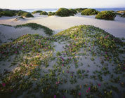 Dunefield, Tarkine wilderness