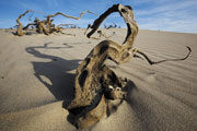 Wind eroded wood, Tarkine wilderness