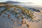Native pigface in dunes, Maria Island NP