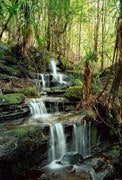rainforest near Lk St Clair