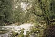 Rainforest, Walls of Jerusalem NP