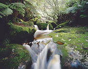 The Groom River, Blue Tier, NE Tasmania