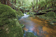 Rainforest stream, Blue Tier