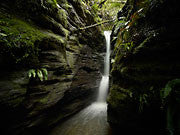 Myrtle Gully, Mt Wellington