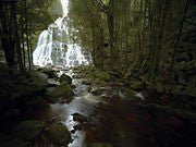 Nelson Falls, Lyell Highway