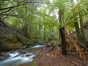 Tulloch Ck, Mt Lindsay, Tarkine
