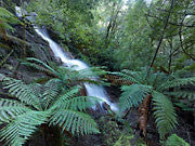 Tulloch Falls, Mt Lindsay, Tarkine