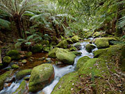 Groom River 2, NE Tas