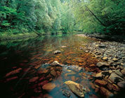 Rapid River, Tarkine