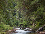 Tarkine forest