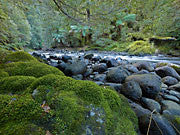 Coldstream R, Tarkine 1