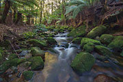 Blue Tier rainforest