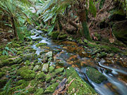 Blue Tier rainforest
