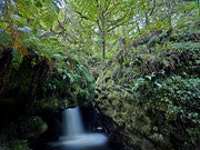 Tarkine 1