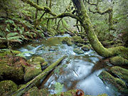 Tarkine 2