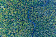 Tarkine rainforest aerial