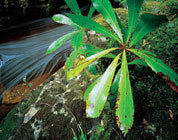 Native Laurel, Tarkine
