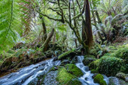Tarkine cascade