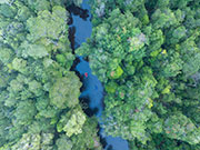 Wilson R rafters, takayna