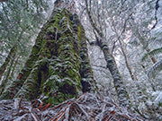 Winter forest, Tyenna 1