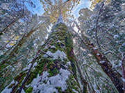 Winter forest, Tyenna 2