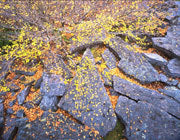  Fallen leaves of deciduous beech