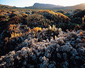 Wildflowers, Ben Lomond NP