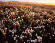 Wildflowers, Heemskirk coast