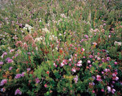 Wildflowers, Heemskirk coast 2
