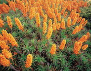 Flowering Richea Scoparia