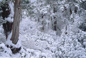 Highland rainforest, winter