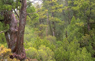 Highland rainforest, spring