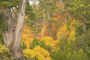 Highland rainforest, autumn